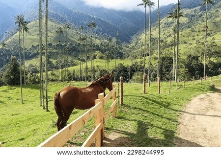 Horse by the fence in Cocora valley in Colombia