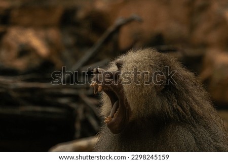 Large male Hamadryas Baboon shouting and showing teeth, close up image with copy space for text