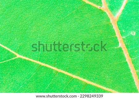 Leaf Tattoo Green Season Natural Background Texture