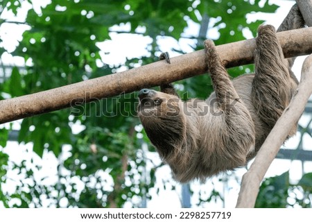 Tree sloth (Namakemono) that does not move while hanging on a tree