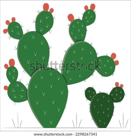 Prickly Pear vector. Prickly pear cactus with fruits, and flowers. Pink and yellow variants of blossoming. Prickly pear in blossom and with fruits. Prickly pear cactus close up with fruit in red color Royalty-Free Stock Photo #2298267341