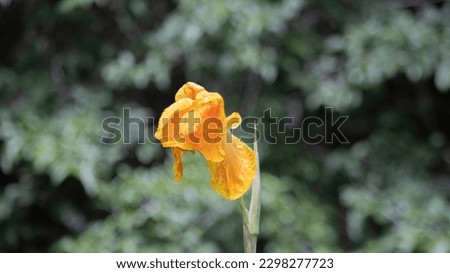 The Picture of Canna Yellow King Humbert With blurry background.