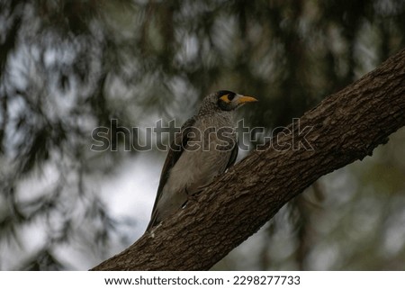 The Picture of Noisy Miner standing on top of the branch while looking at his friends.