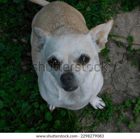 Pretty little chihuahua posing for the picture 