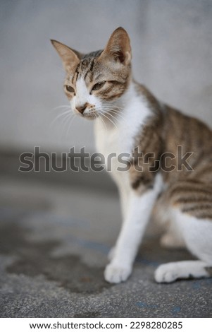 A cute stray cat sitting on ground in Cha Kwo Ling, Hong Kong