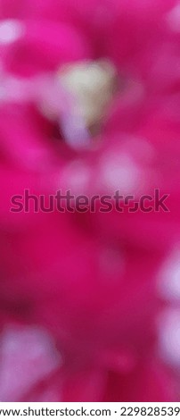 Indonesia,.Bogor Mei 5th 2023, the abstrak blur pink roses picture