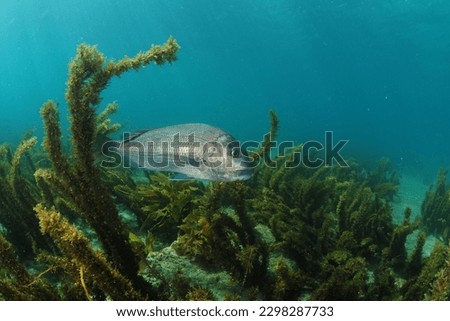 Australasian snapper swimming above flat rocky and sandy bottom with some coverage of brown seaweeds. Location: Leigh New Zealand