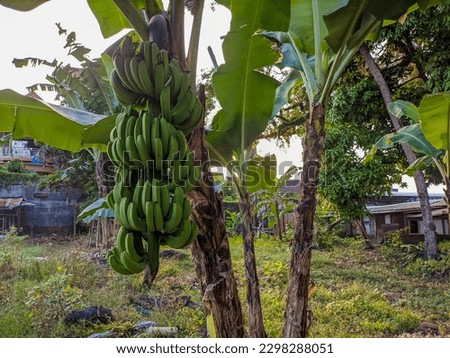 a green banana still hanging on a tree