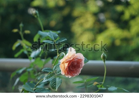 Beautiful pink roses with green leaves growing in pot on balcony.