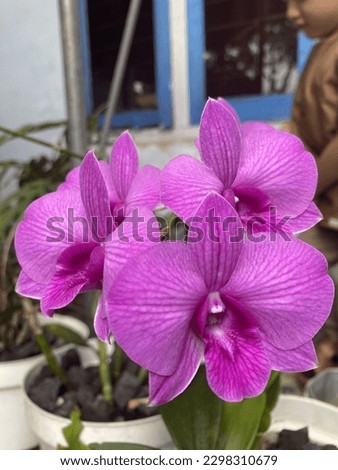 
photos of purple orchids around the house