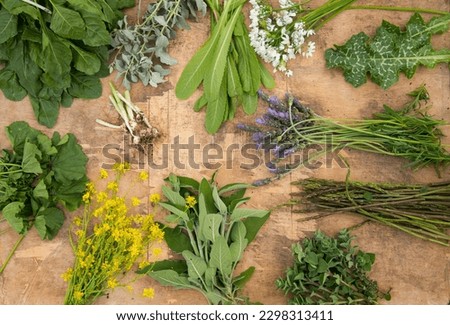 Board with foraged Edible Wild Plants: chicory, lavender, Asparagus, mallow, zaatar leaves, Mustard flowers, wild garlic, Wild Spinach and thistle leaves Royalty-Free Stock Photo #2298313411