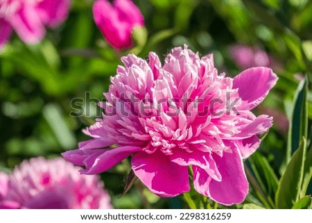 Pink peonies in the garden. Blooming pink peony. Closeup of beautiful pink Peonie flower. Natural floral background. Botanical blossom concept. Selective focus image.