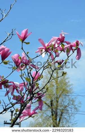 Bright large pink, pale pink buds of a blooming magnolia against the background of a blue sky in the park area of the city of Dnipro, a country in Ukraine.