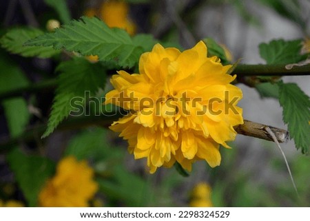 Bright yellow shaggy, fluffy flowers, large bushes Japanese rose, Kerria japonica with green leaves grow on the street of the courtyard of the house.