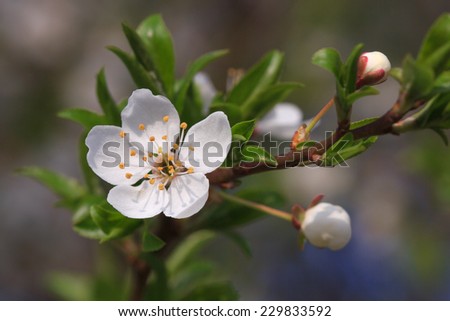 Beautiful spring flowers on a tree branch