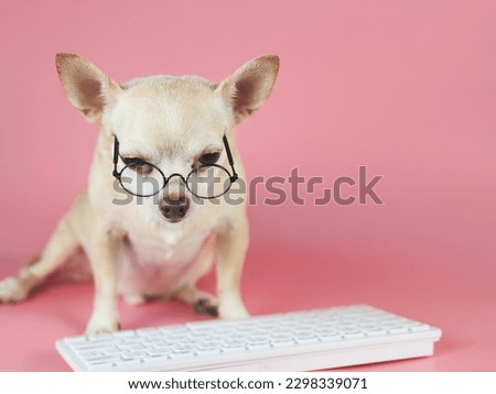 Portrait of brown Chihuahua dog wearing eye glasses,  sitting with computer keyboard on pink background. Dog working on computer.