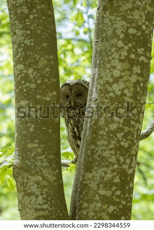 A Strix uralensis bird is watching from behind a tree trunk