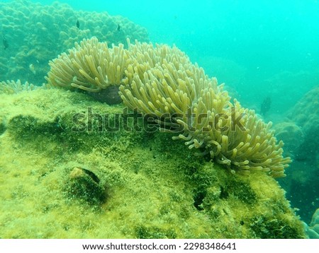 Green anemone in coral reef 
