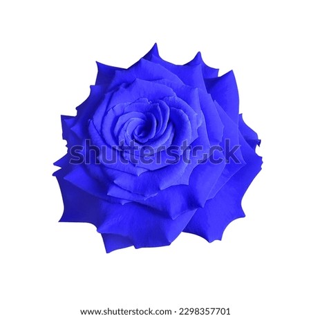Close up single blue-violet rose flower isolated on white background. Top view of blue-violet flower. 