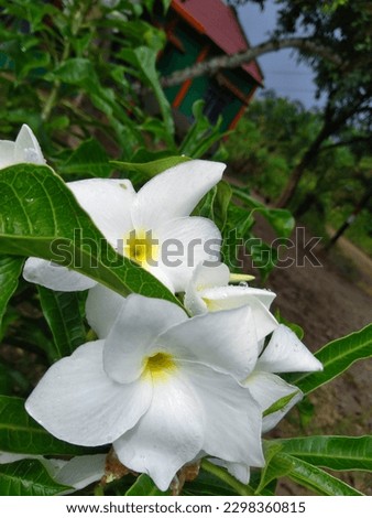 white flowers that bloom in the morning, create a very calming impression