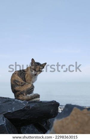 cat sunbathing on the beach