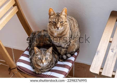 Close-up of two pretty cats on a chair looking.