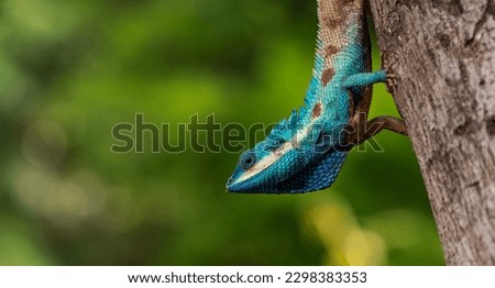 Colour blue chameleon animal wide life on big tree in nature with green forest background.