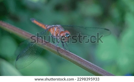 Blue Dasher or Brachydiplax Chalybea, Yellow dragonfly perching on branch with blurred background.