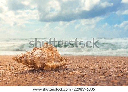 beautiful shell empty house for hermit crab on the background of the seascape , a walk along the wonderful golden sandy shore of the Mediterranean sea , natural wallpaper