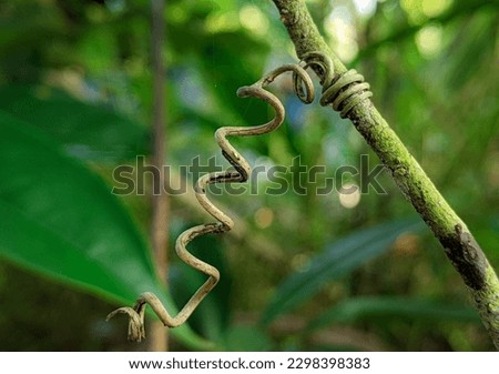 A plant twisting and winding it s branch to reach the sunlight.