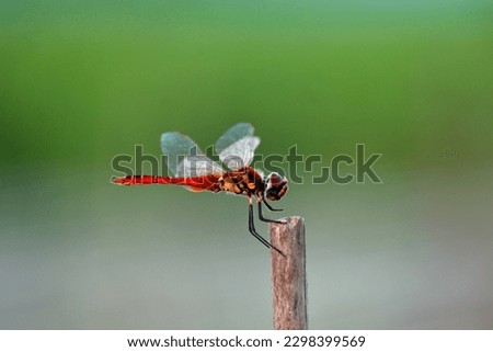  A beautiful dragon fly is siting on a stick.