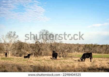 Rural landscape of Angus cattle in a dormant pasture on a beautiful January day in central Alabama.