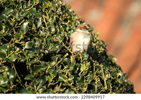 Pictures of a hedge sparrow