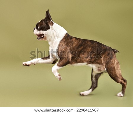 Portrait of a Boston Terrier dog in motion