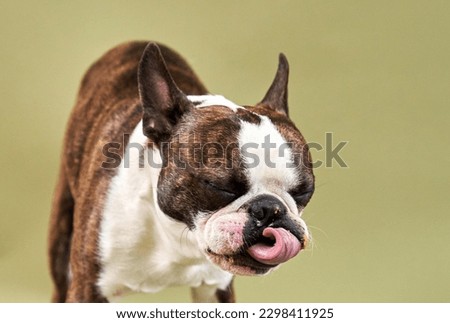 Boston dog portrait, dog licking his tongue sticking 