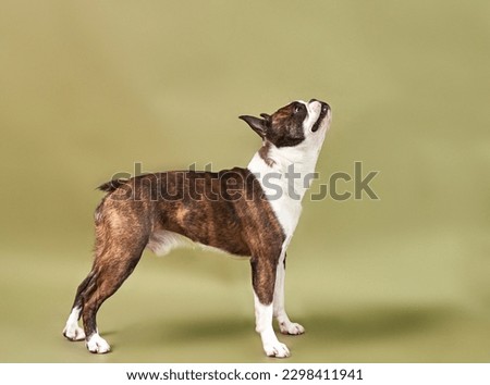 Portrait of a dog breed Boston stands on a green background