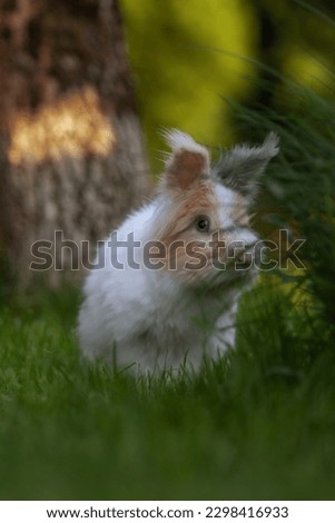 Cute rabbit in the garden 