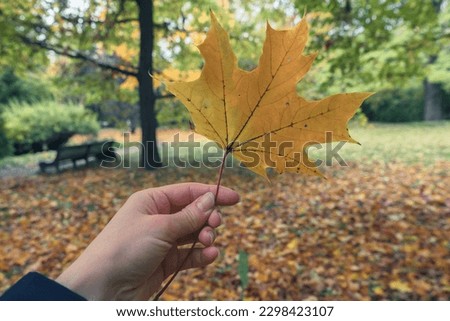 big bright yellow maple leaf in womans hand in the autumn