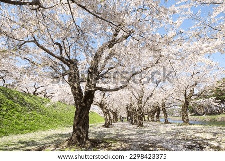 Walkway under the sakura tree which is the romantic atmosphere scene in Japan with falling petals on the floor