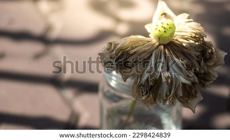 Close up side view of a single dried and withered lotus flowers in a glass vase on table.