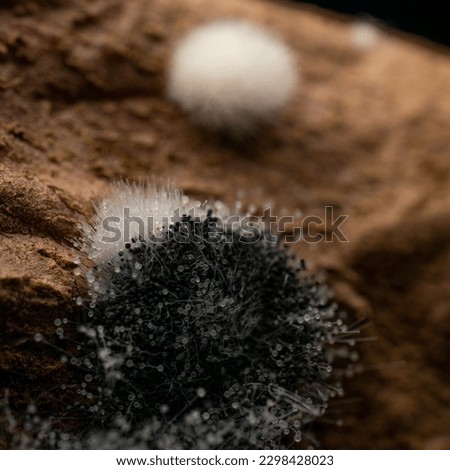 Rhizopus stolonifer or bread mould,moldy sweet potatoes, macro photography, detail picture,dark background(Zygomycetes,Mucorales)