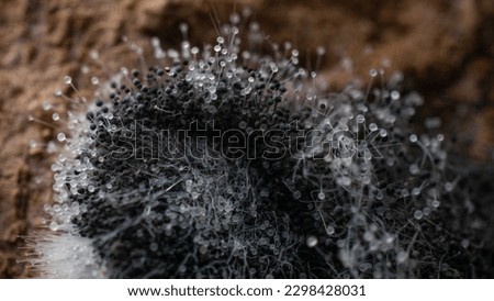 Rhizopus stolonifer or bread mould,moldy sweet potatoes, macro photography, detail picture,dark background(Zygomycetes,Mucorales)