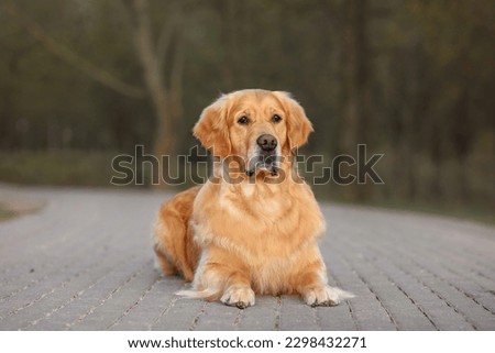 dog golden retriever in the spring in nature in the park sits on the path. walking the dog in the park