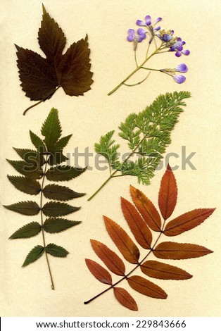 vintage herbarium background on old paper
