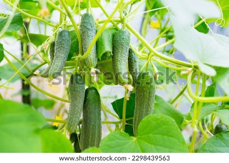 seedling cucumber , seedlings cucumber young green plants in the greenhouse begin to bloom Royalty-Free Stock Photo #2298439563