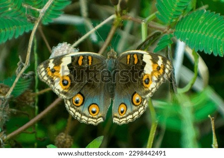 butterfly, beautiful animal, beautiful with its colors