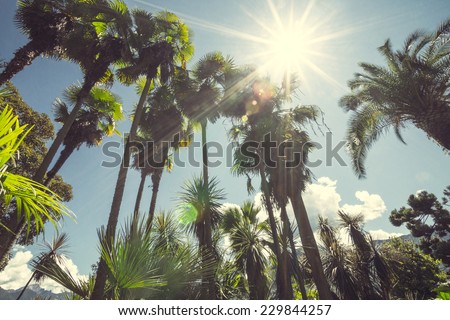 Sun shining through tall palm trees. Summer, fashion, travel, vacation, tourism, lifestyle and weather concept.  