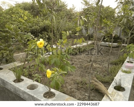 Rooftop Garden with attrctive flowers Royalty-Free Stock Photo #2298443687