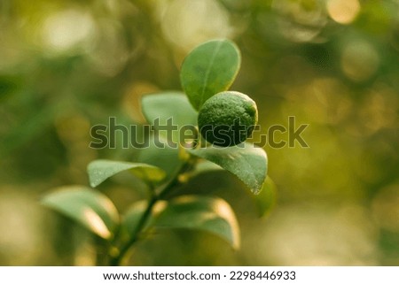 green lemon fruit with Bokeh Circles background 