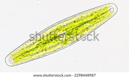 Freshwater microalgae species, Closterium navicula. 900x magnification Royalty-Free Stock Photo #2298448987